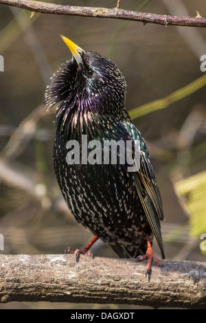 common starling (Sturnus vulgaris), male in breeding plumage singing on a branch, Germany, Bavaria Stock Photo