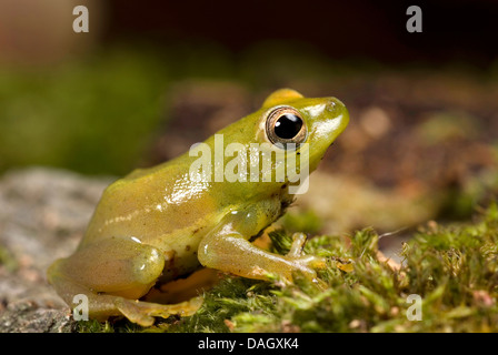 African Sedge Frog (Hyperolius puncticulatus), sitting on mossy deadwood Stock Photo