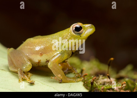 African Sedge Frog (Hyperolius puncticulatus), sitting on a leaf Stock Photo