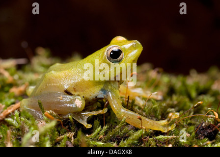 African Sedge Frog (Hyperolius puncticulatus), sitting on moss Stock Photo