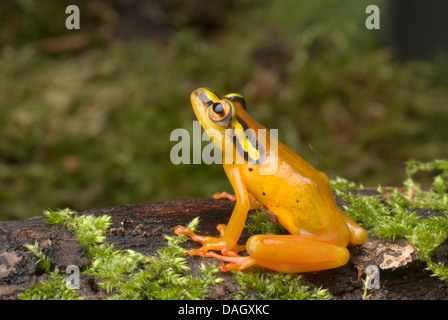 African Sedge Frog (Hyperolius puncticulatus), sitting on mossy deadwood Stock Photo