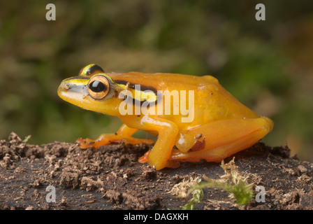 African Sedge Frog (Hyperolius puncticulatus), sitting on soil Stock Photo