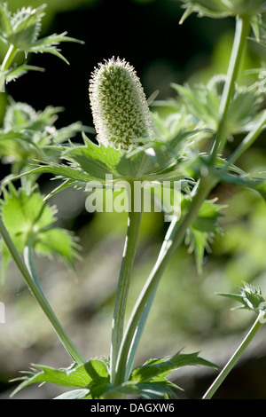 Giant Sea Holly, Miss Willmotts Ghost (Eryngium giganteum), inflorescence Stock Photo