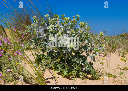 sea-holly, seaside coyote-thistle (Eryngium maritimum), blooming on a beach Stock Photo