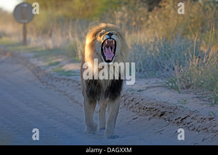 lion (Panthera leo), male walking on a dusty road yawning, South Africa, Kgalagadi Transfrontier National Park