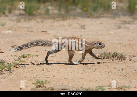 South African ground squirrel, Cape ground squirrel (Geosciurus inauris, Xerus inauris), walking over soil ground, South Africa, Kgalagadi Transfrontier National Park Stock Photo
