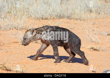 spotted hyena (Crocuta crocuta), juvenile walking through the savannah, South Africa, Kgalagadi Transfrontier National Park Stock Photo