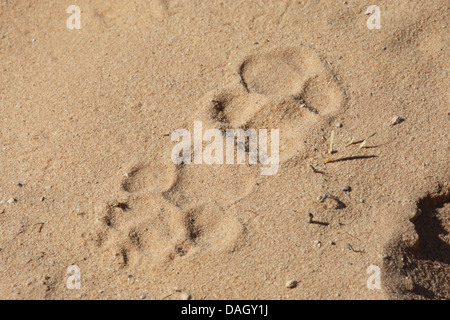 spotted hyena (Crocuta crocuta), paw prints in the sand, South Africa, Kgalagadi Transfrontier National Park Stock Photo