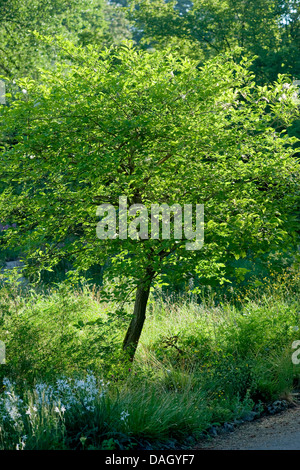 European spindle-tree (Euonymus europaea, Euonymus europaeus), single small tree in summer, Germany Stock Photo