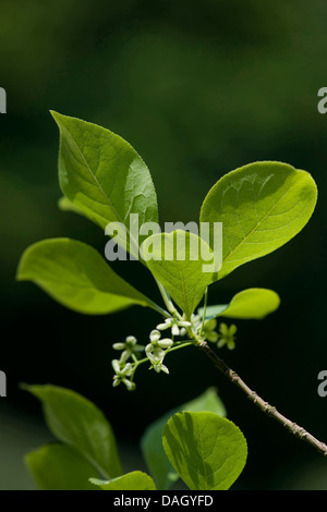 European spindle-tree (Euonymus europaea, Euonymus europaeus), twig with flowers and leaves, Germany Stock Photo