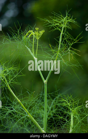 sweet fennel (Foeniculum vulgare, Anethum foeniculum), fennel with young inflorescence
