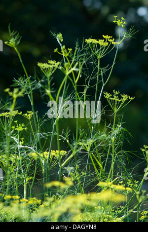 sweet fennel (Foeniculum vulgare, Anethum foeniculum), flowering fennel