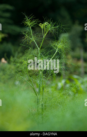 sweet fennel (Foeniculum vulgare, Anethum foeniculum), fennel with young inflorescence
