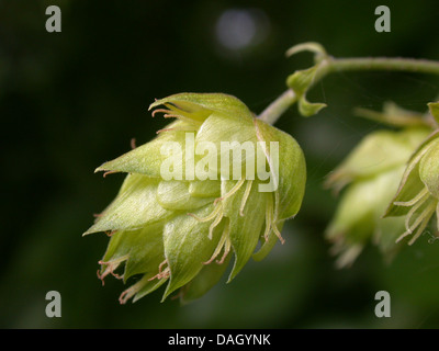 common hop (Humulus lupulus), female inflorescence, Germany