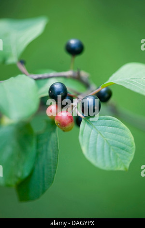 alder buckthorn, glossy buckthorn (Frangula alnus, Rhamnus frangula), fruits on a branch, Germany Stock Photo
