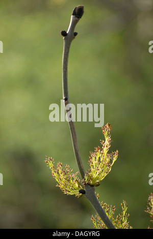 Blooming Ash tree (Fraxinus) green flowerson branches, blurry cloudy ...
