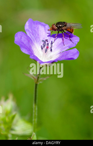 wood cranesbill (Geranium sylvaticum), with scorpionfly, Switzerland Stock Photo