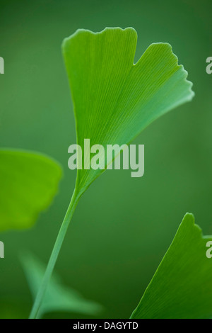 Close Up Shot Of Maidenhair Tree Leaves Growing On A Branch Stock Photo Alamy