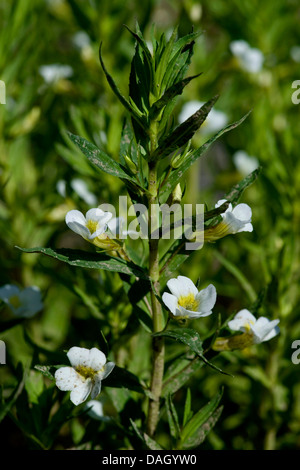 hedge hyssop (Gratiola officinalis), blooming, Germany, BG MZ Stock Photo