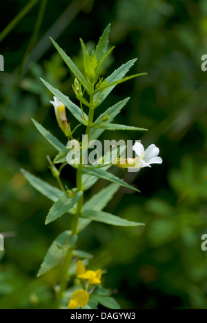 hedge hyssop (Gratiola officinalis), blooming, Germany Stock Photo