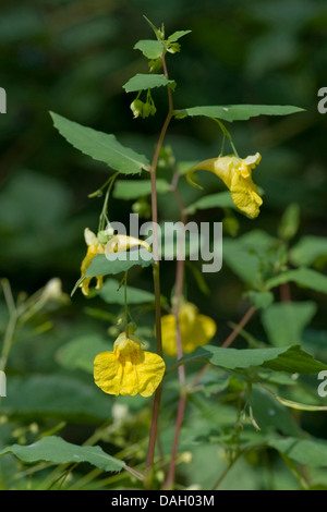 western touch-me-not (Impatiens noli-tangere), blooming, Germany, Bavaria Stock Photo