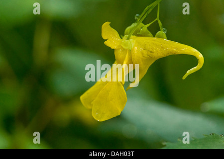 western touch-me-not (Impatiens noli-tangere), single flower, Germany, Bavaria Stock Photo