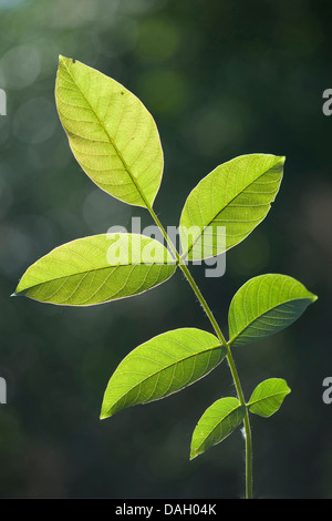walnut (Juglans regia), leaf on a tree, Germany Stock Photo