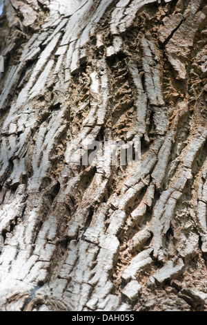walnut (Juglans regia), bark, Germany Stock Photo