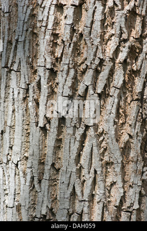 walnut (Juglans regia), bark, Germany Stock Photo