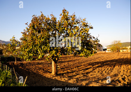 Fig tree Figs Mallorca Majorca Spain Balearic Islands 