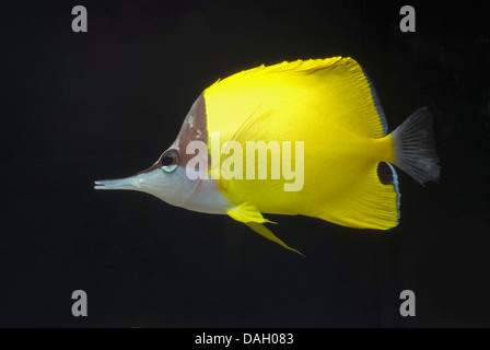 long-beaked butterflyfish, longnose butterflyfish (Forcipiger flavissimus), swimming Stock Photo