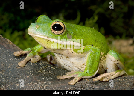 White-Lipped Tree Frog (Litoria infrafrenata), on a branch Stock Photo