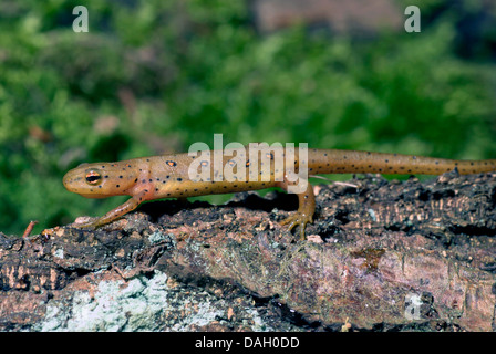 eft, red-spotted newt, red eft, eastern newt (Notophthalmus viridescens), on a branch Stock Photo