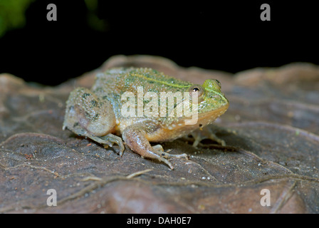 Green puddle-frog, Indonesian floating frog (Occidozyga lima), on brown leaf Stock Photo