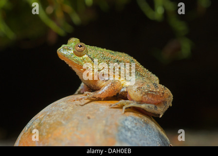 Green puddle-frog, Indonesian floating frog (Occidozyga lima), on a stone Stock Photo