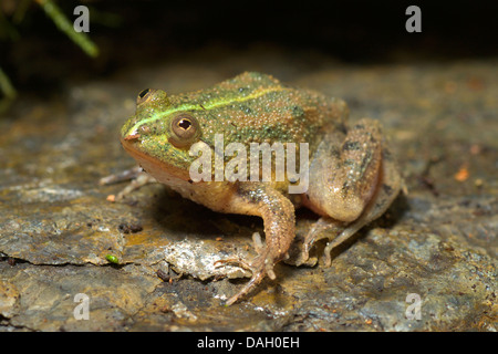 Green puddle-frog, Indonesian floating frog (Occidozyga lima), on a stone Stock Photo