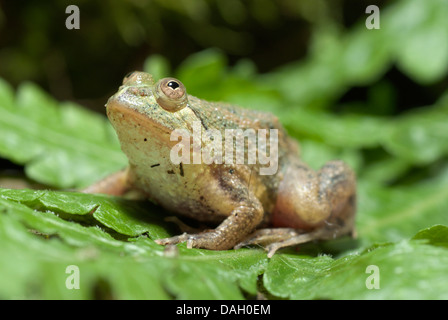 Green puddle-frog, Indonesian floating frog (Occidozyga lima), on green leaf Stock Photo