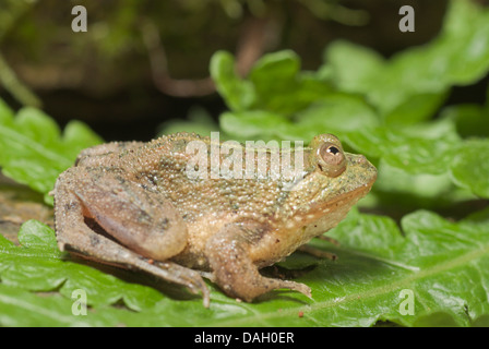 Green puddle-frog, Indonesian floating frog (Occidozyga lima), on green leaf Stock Photo