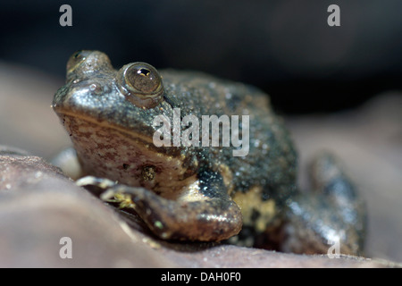 Green puddle-frog, Indonesian floating frog (Occidozyga lima), dark green floating frog Stock Photo