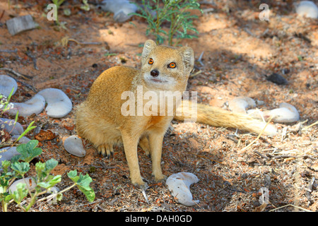 yellow mongoose (Cynictis penicillata), sitting on waste ground looking up, South Africa, Kgalagadi Transfrontier National Park Stock Photo