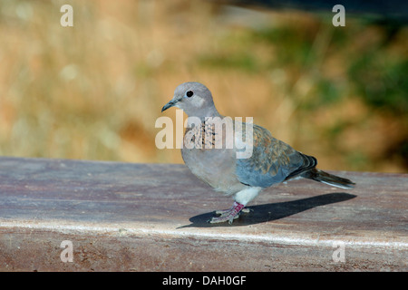 laughing dove (Streptopelia senegalensis), sitting on a cordon, South Africa, Kgalagadi Transfrontier National Park Stock Photo