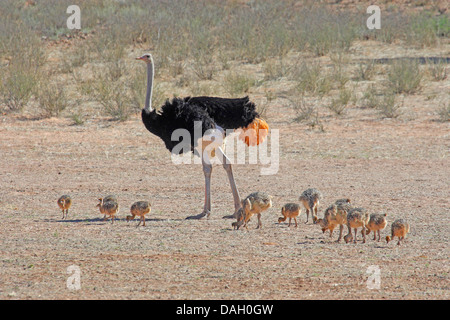ostrich (Struthio camelus), male walking in the savannah with many chickens, South Africa, Kgalagadi Transfrontier National Park Stock Photo