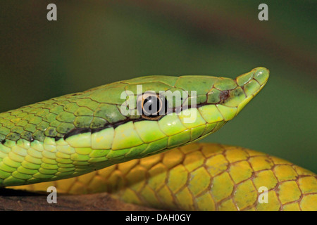Argentinian Long-nosed Tree Snake (Philodryas baroni), portrait