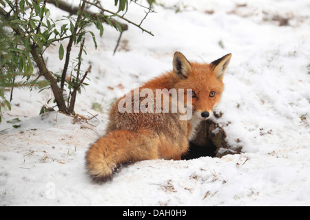 red fox (Vulpes vulpes), at the entrance of its fox�s den in snow, Germany Stock Photo
