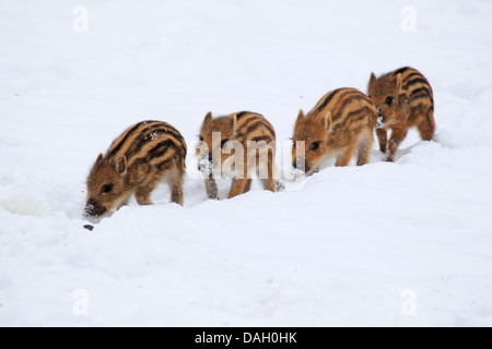 wild boar, pig, wild boar (Sus scrofa), group of piglets walking through snow field in a row, Germany Stock Photo