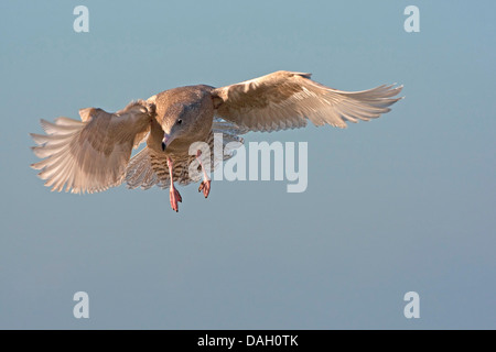 glaucous gull (Larus hyperboreus), flying on the feet, Iceland Stock Photo