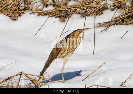 Eurasian bittern (Botaurus stellaris), hunting in the snow-covered reed , Switzerland, Sankt Gallen, Rheineck Stock Photo