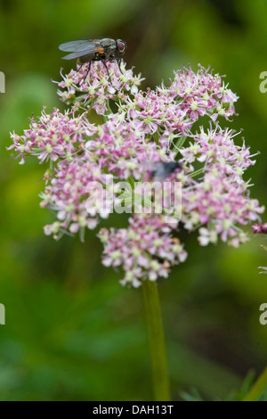 celery leaf lovage (Ligusticum mutellina), blooming with fly, Germany, Bavaria Stock Photo