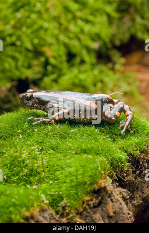 Red-banded Crevice Creeper, Red-banded rubber frog (Phrynomantis bifasciatus, Phrynomerus bifasciatus), on moss Stock Photo