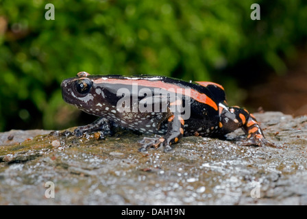 Red-banded Crevice Creeper, Red-banded rubber frog (Phrynomantis bifasciatus, Phrynomerus bifasciatus), on a stone Stock Photo